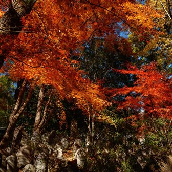 写真撮ってる人多かったです