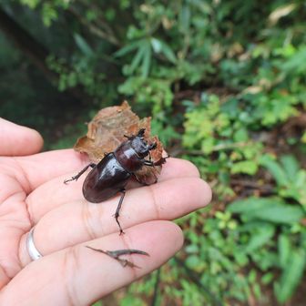 クワガタのメス♀
