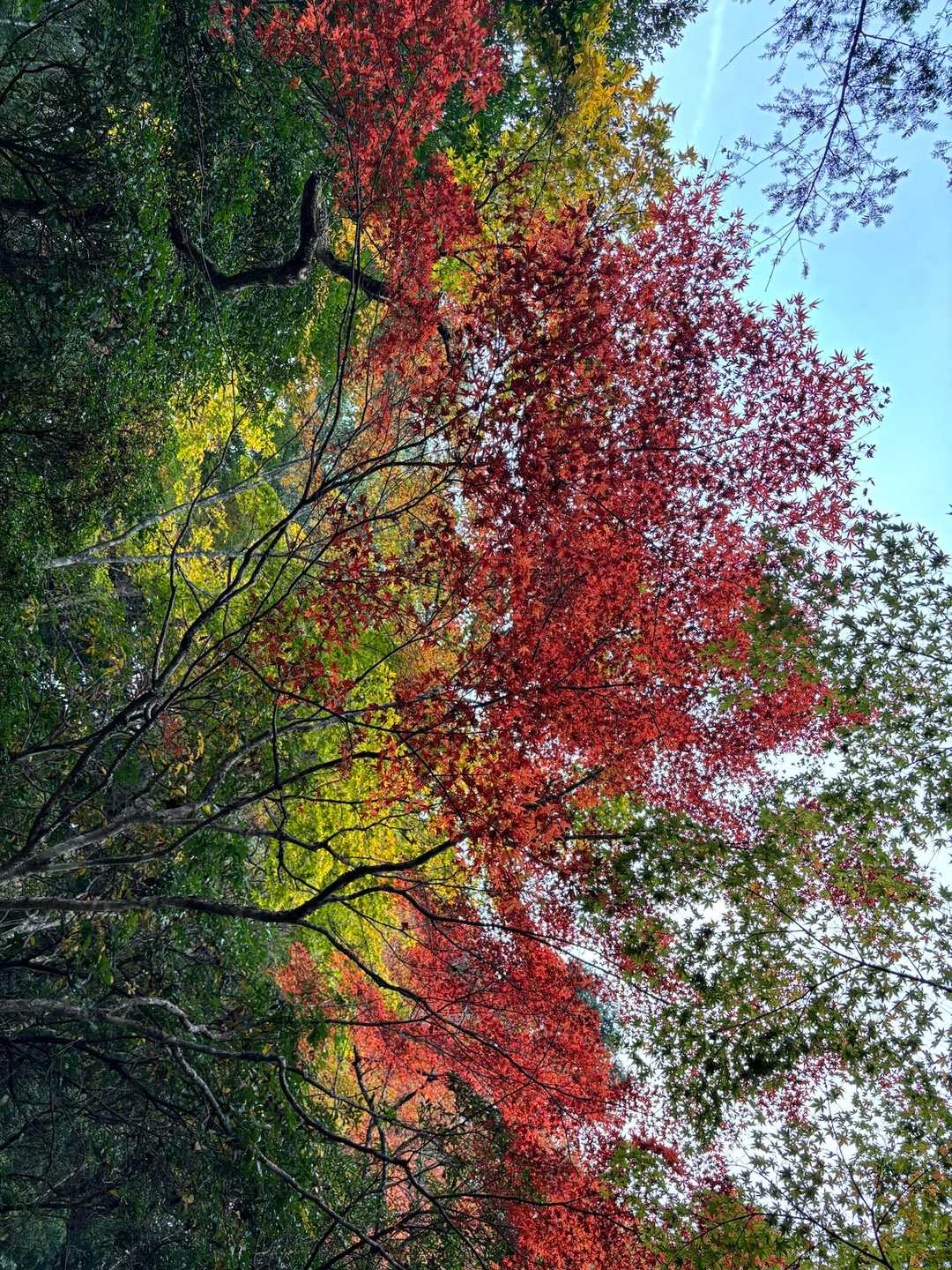 弥山登山道入口-弥山 往復コースの写真