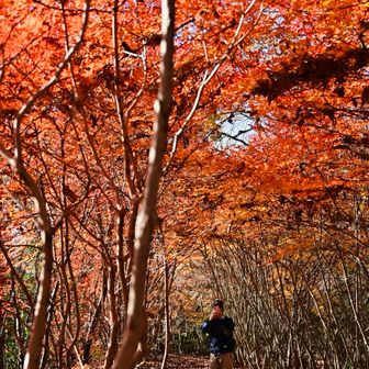 老猿さんとドウダンツツジのトンネル🧡