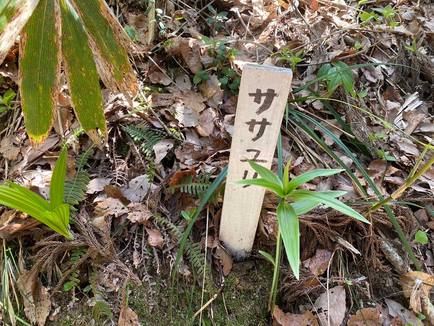 ササユリはまだまだです。