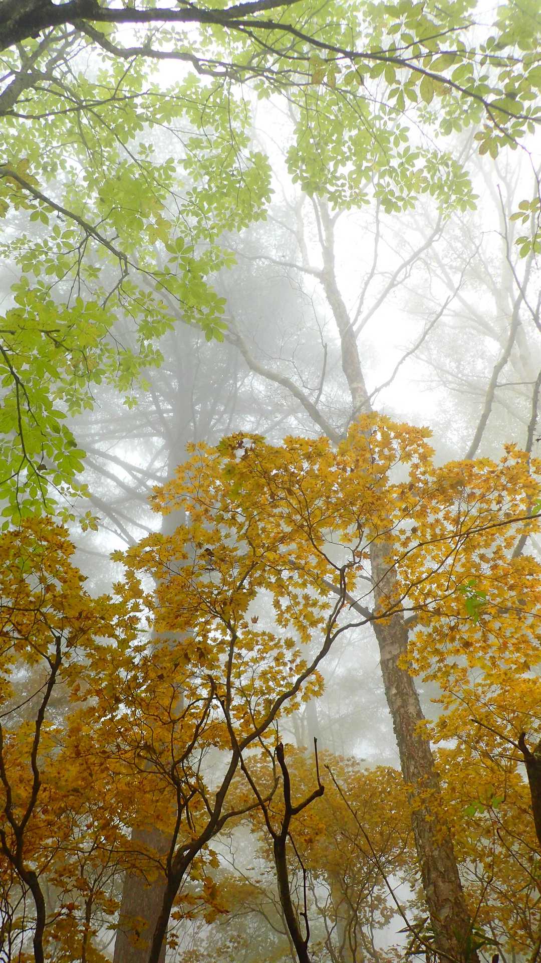高標山登山口-高標山 往復コースの写真