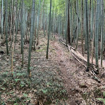 竹林を抜けて無事下山。今日はひたすら蒸し暑く、全身びっしょり。
おつかれ山でした。