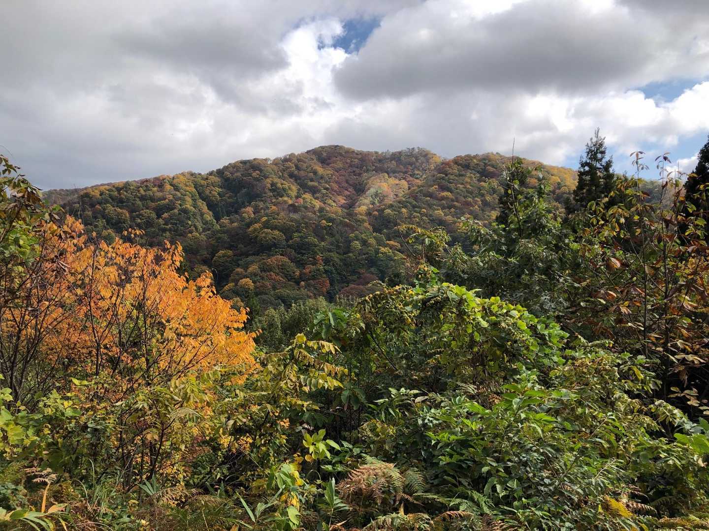 桜公園登山口-願文山-大峰山 周回コースの写真