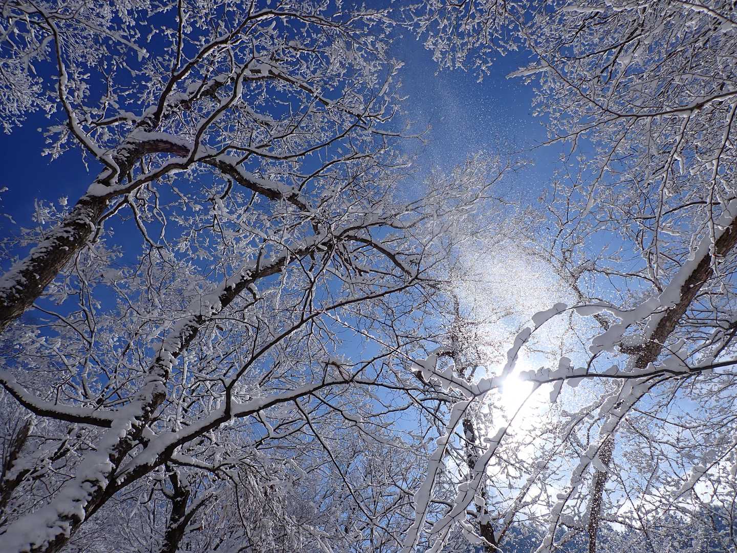 擬きでも安峰では貴重な景色かも❄💙