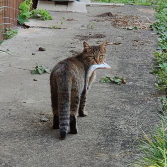 黒猫亭ひろあき