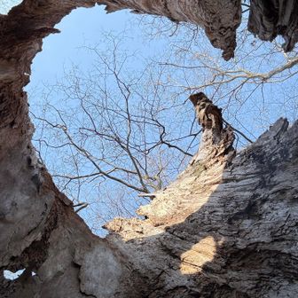 蕃山のウィルソン株から冬空