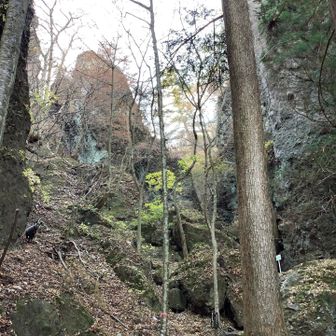 ガサガサッと落ち葉を踏む荒々しい音に、クマか⁉︎と警戒したら、カモシカ発見（左側）

山頂から下りた直後に見かけたカモシカで、ここまで一緒に下りてきた感じ😅