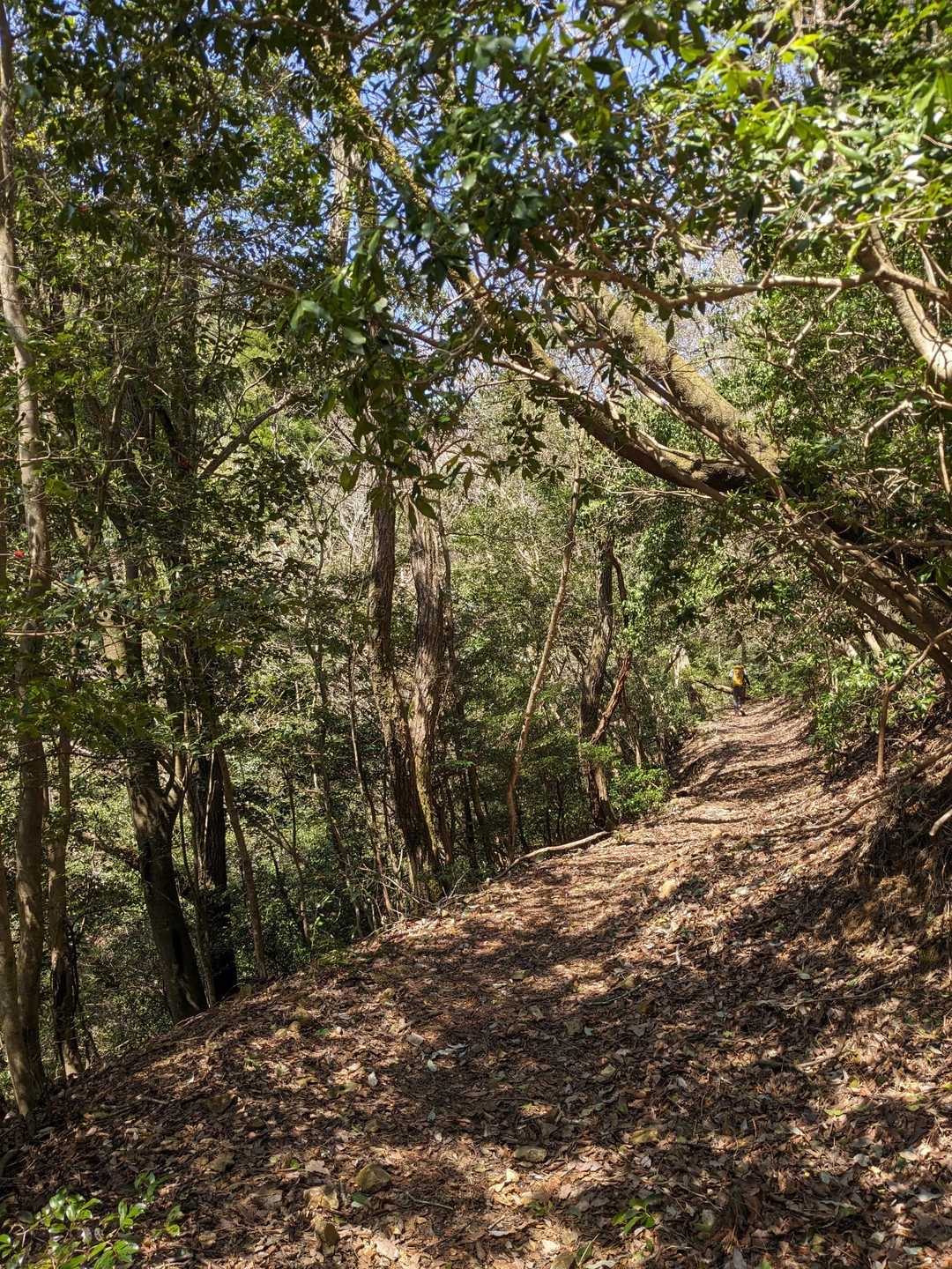 登山道も広くて歩きやすかった