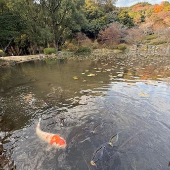 １２月に20℃前後⁉️

鯉もバシャバシャしてた