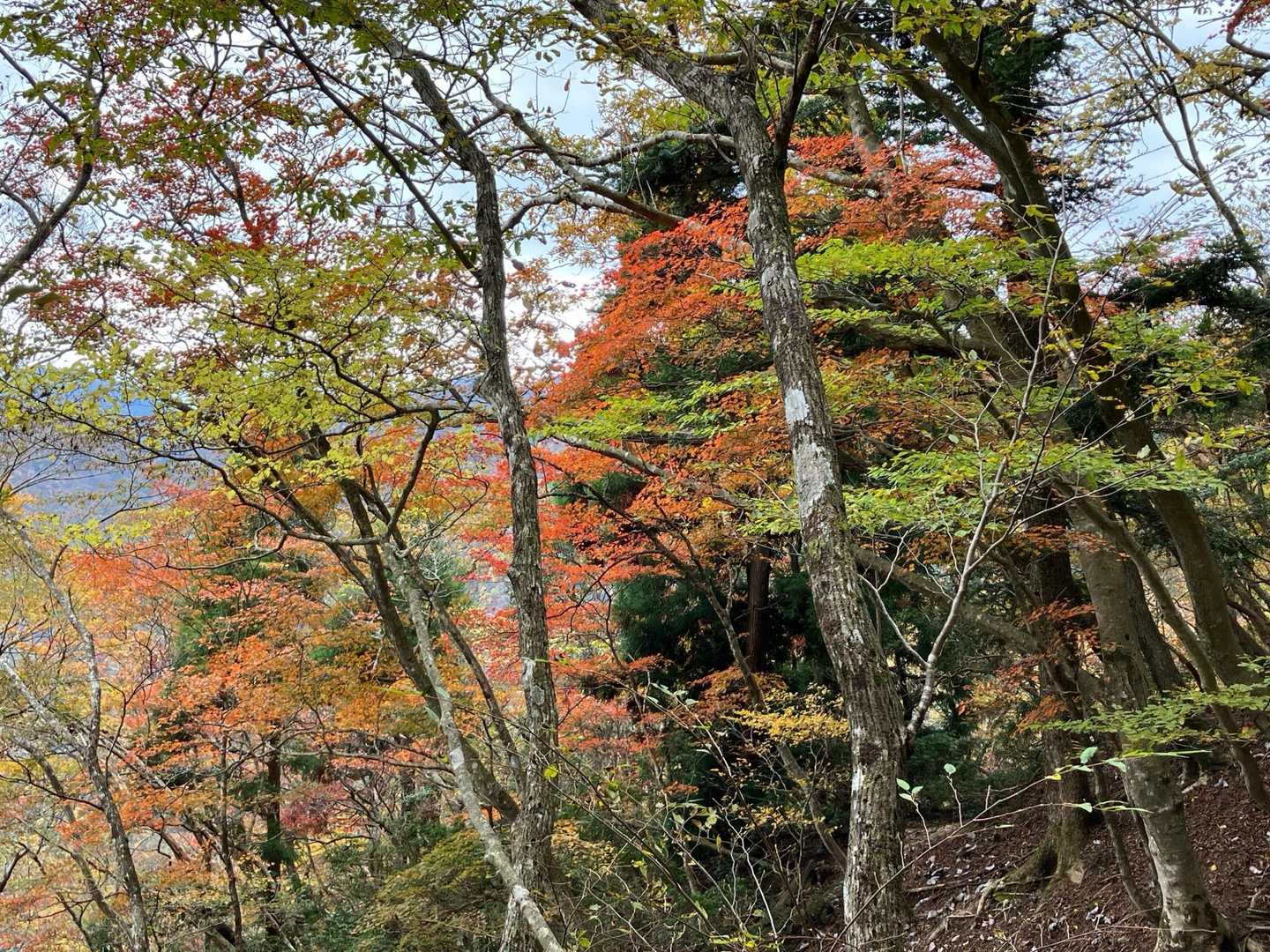 鎌ヶ岳登山口-水沢峠-水沢岳-鎌ヶ岳 周回コースの写真