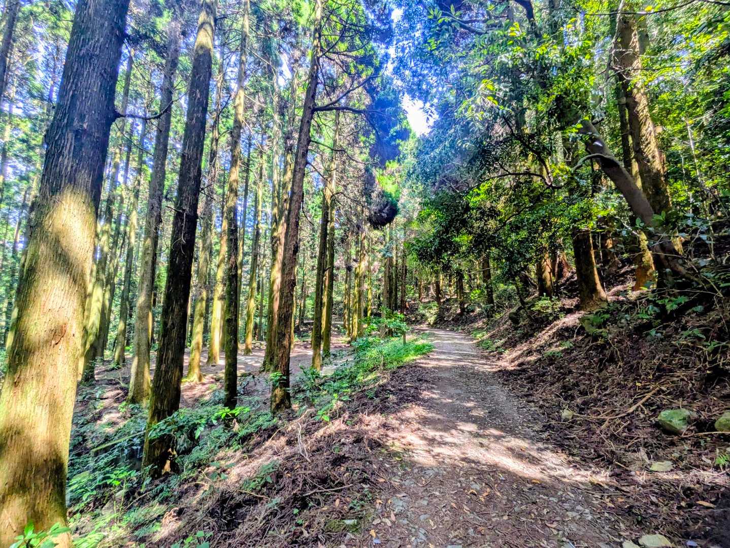 森林浴が気持ちいい🌳