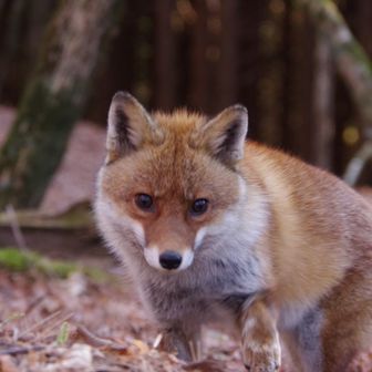 キツネ大接近。
1登目の下りで、堀山の家〜駒止茶屋の間。向かいに三ノ塔がでーんと見える辺り。登山道標識のNo.24辺り。