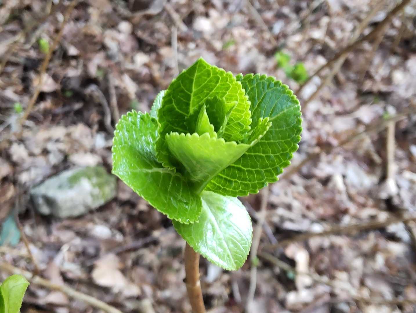 これ、何ですか？
とにかく、春は近い😊