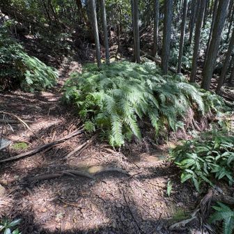 戻った、ここが分岐。太田山へ。