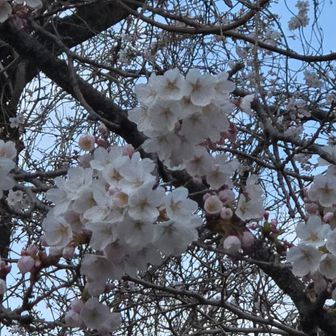 咲き誇っていました