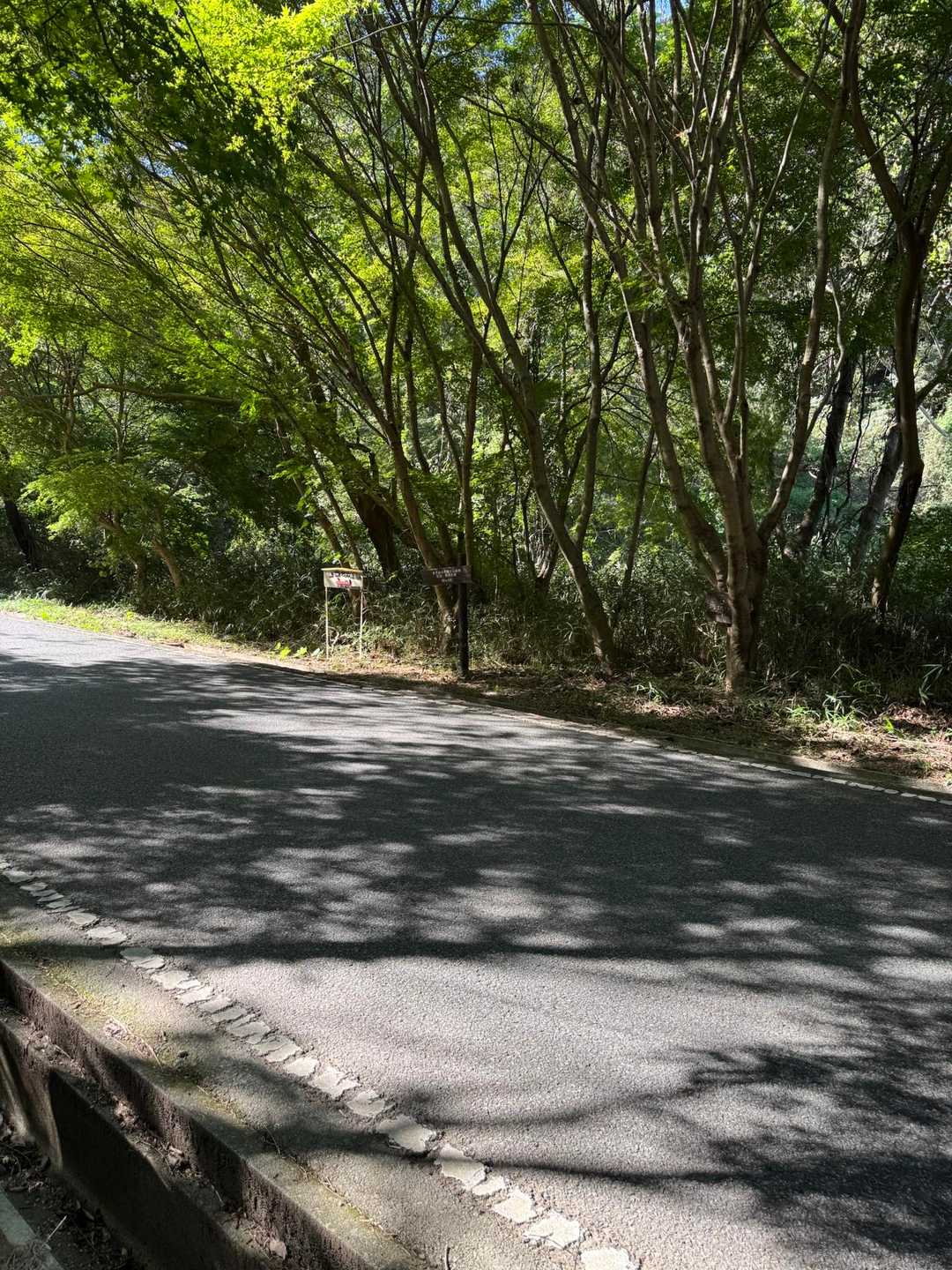 道路を渡る。休憩のタイミングがわからん😧
