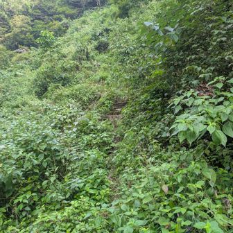 登山口から女郎蜘蛛が多すぎてかなりきつい