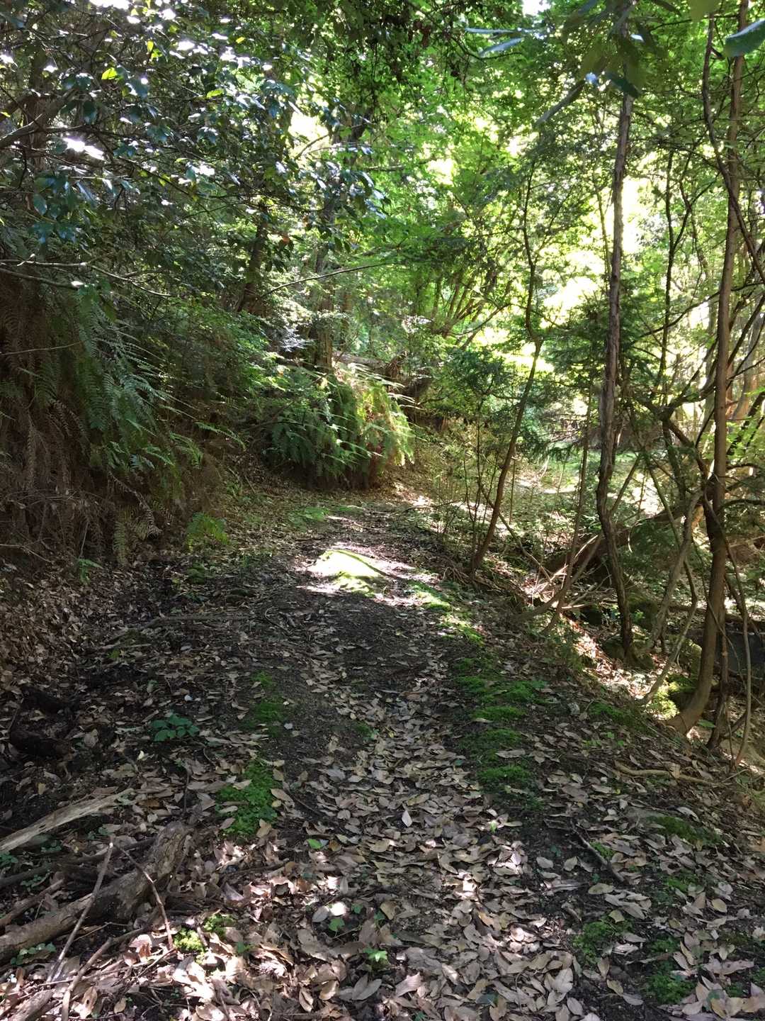 少し暗い雰囲気の林道😅