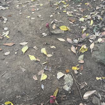 多分これに躓いてヘッドスライディングしました