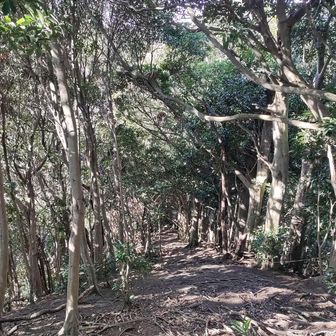 ですよね～。この根が張って躓いてコケやすい急斜面を降りるよね～😅🤣