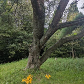 黄色い彼岸花が色を添えていました。