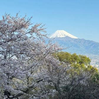 桜の時期は好きなポイント