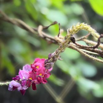 葛の花