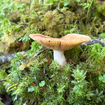 苔ときのこ🍄‍🟫