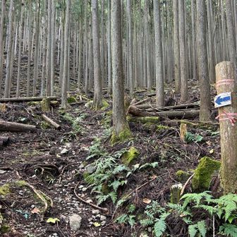 ここから一気に急登へ