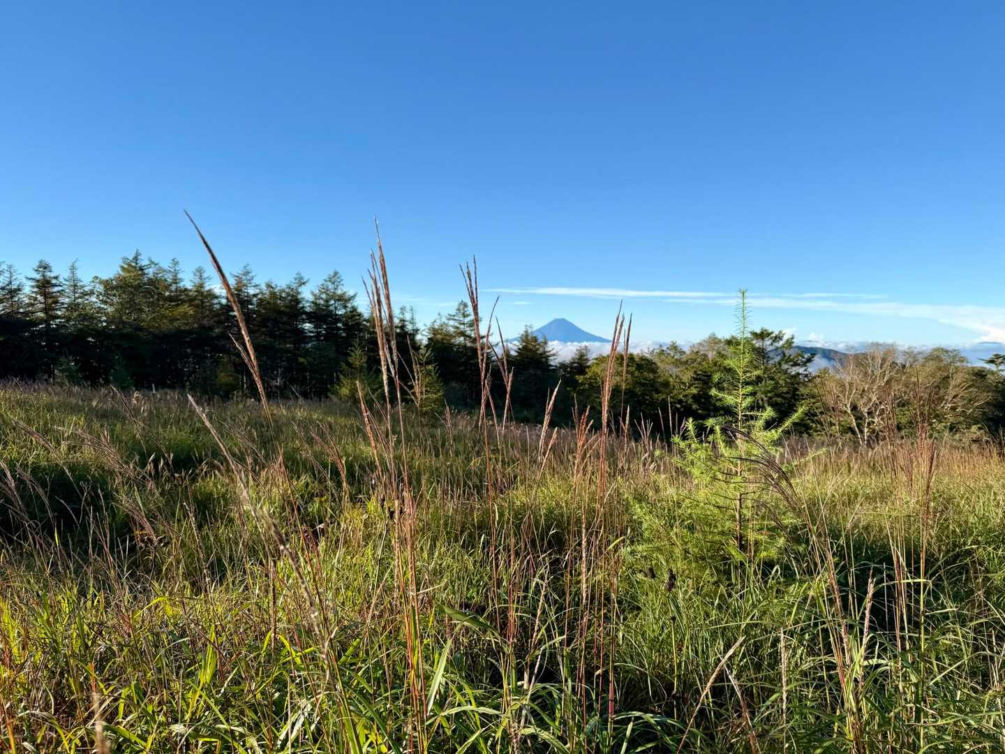 ススキ越しに富士山
秋ですね🍂