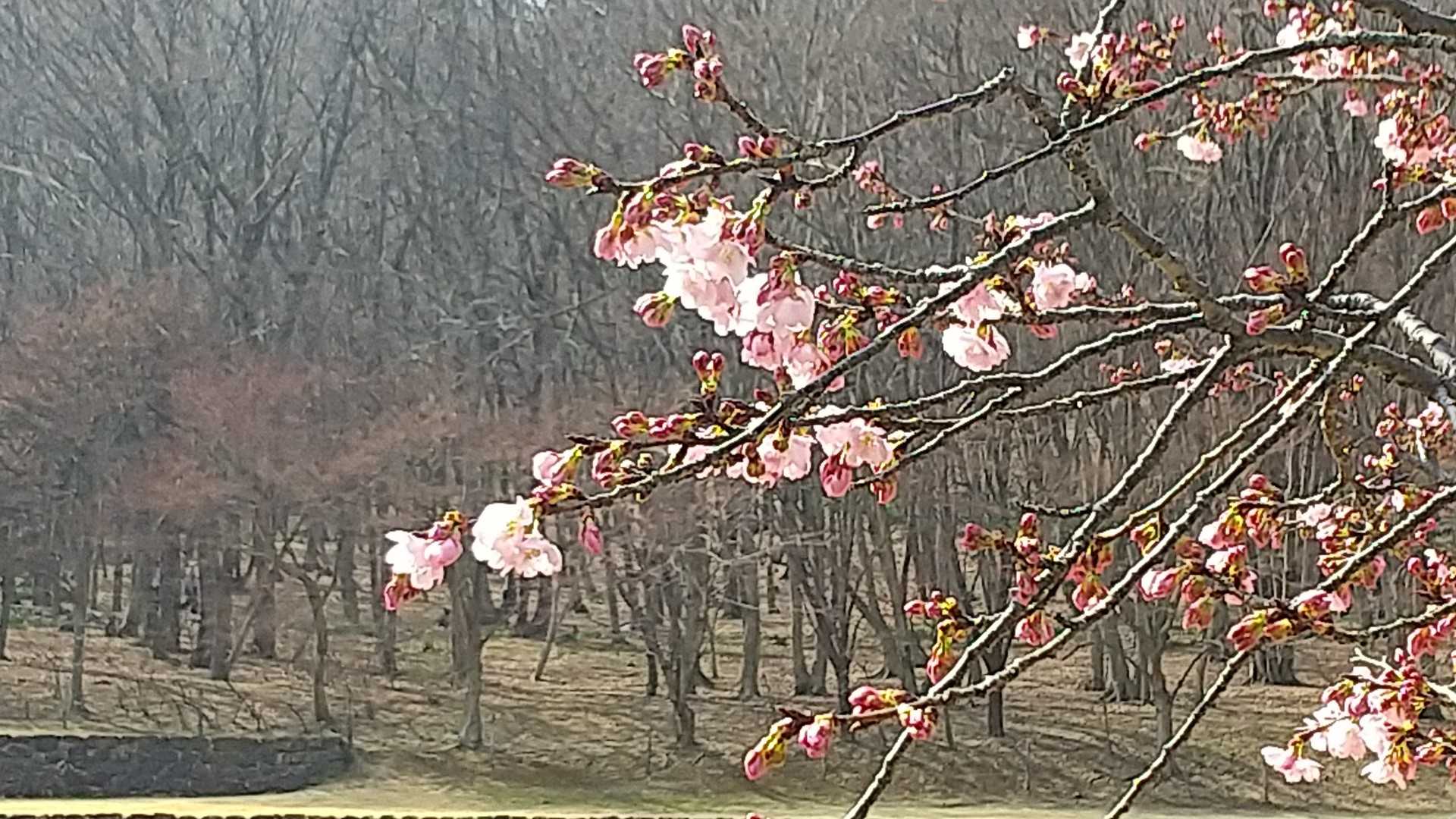 池の脇にある河津桜🌸は咲き始めでした😅