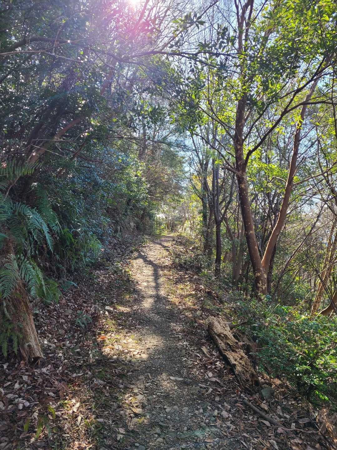 吉祥山 往復コースの写真