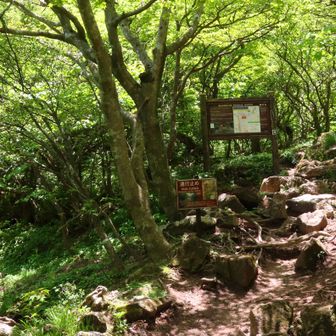 紅葉茶屋からアザミ谷への道は通行止め