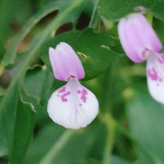 ハグロソウ(葉黒草)　咲き残り。