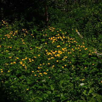 遠目からミヤマキンバイかなぁ？