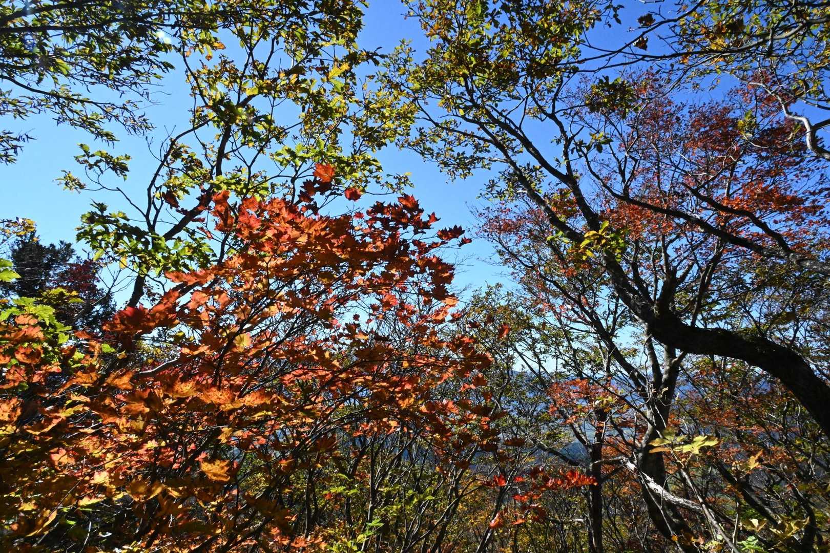 紅葉🍁が青空バックで映えて