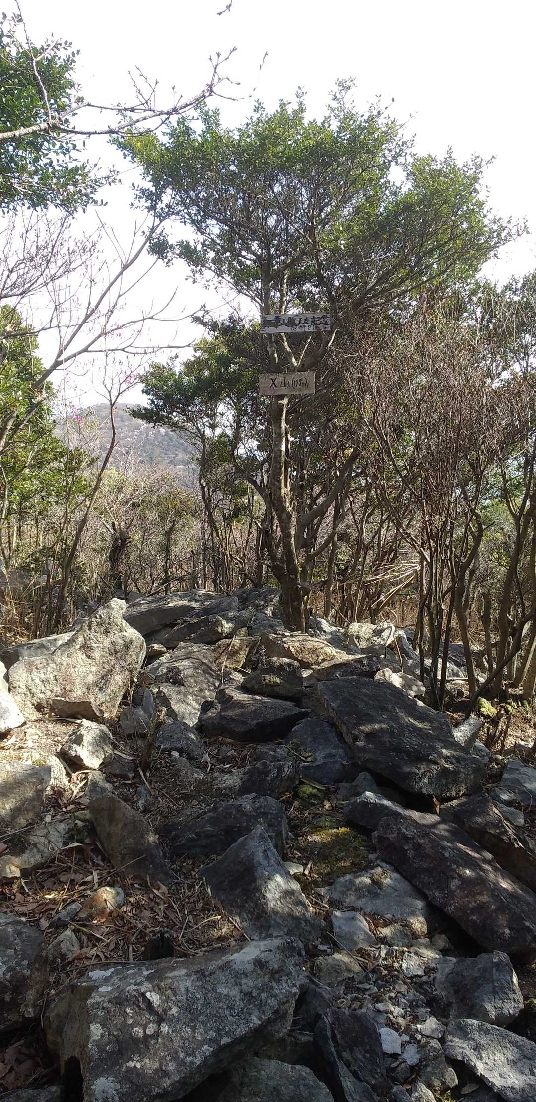 遂にX山に登りました。ここは古墳かな。