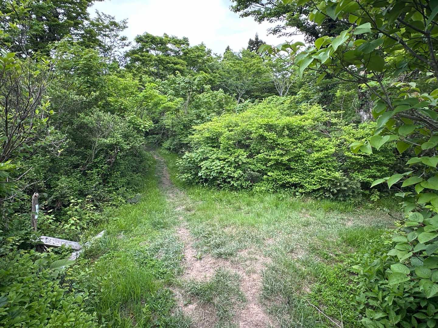 往路は右から来ました
真っすぐ進んで夏焼峠に向かいます