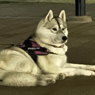 ハスキーの登山日記