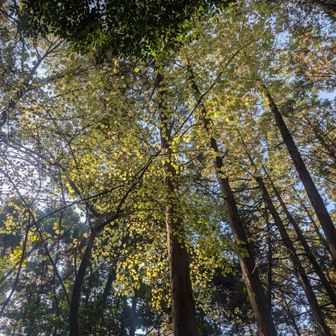 まだ秋の名残が