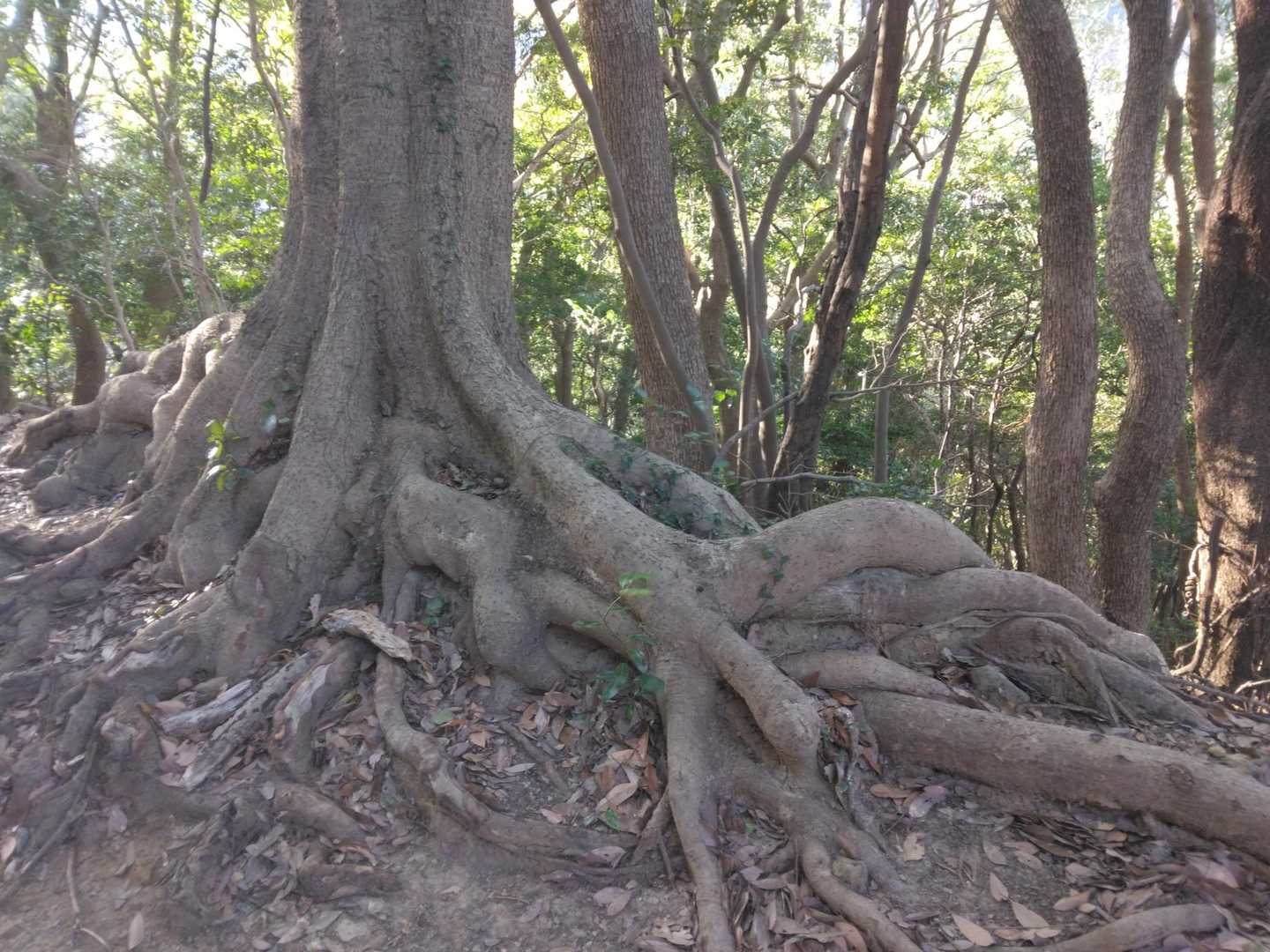 何か複雑なご事情があったようで…