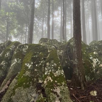 デカ苔石がゴロゴロ