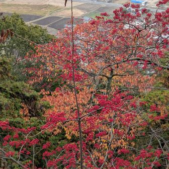 紅い実と小学校