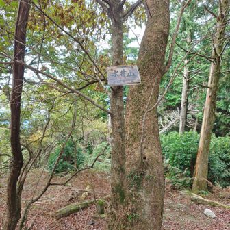水井山山頂
この山の手前にも急登があります