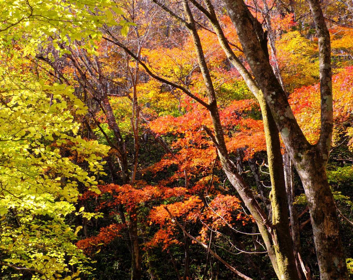 高旗山 往復コースの写真