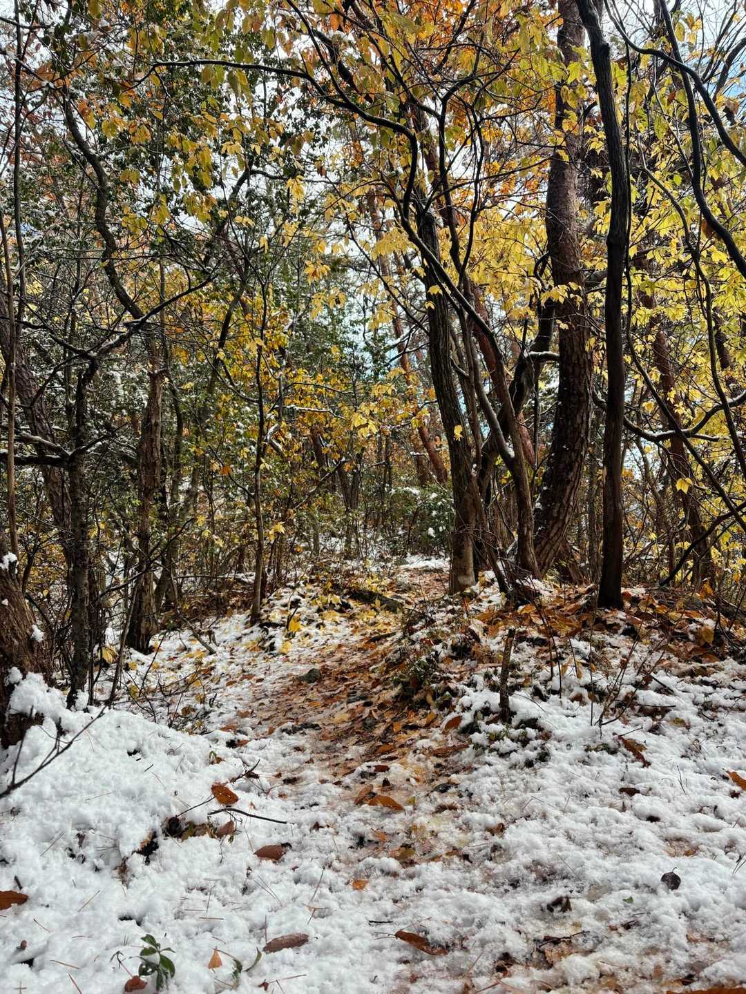 紅葉とコラボ、滑る滑る❄️