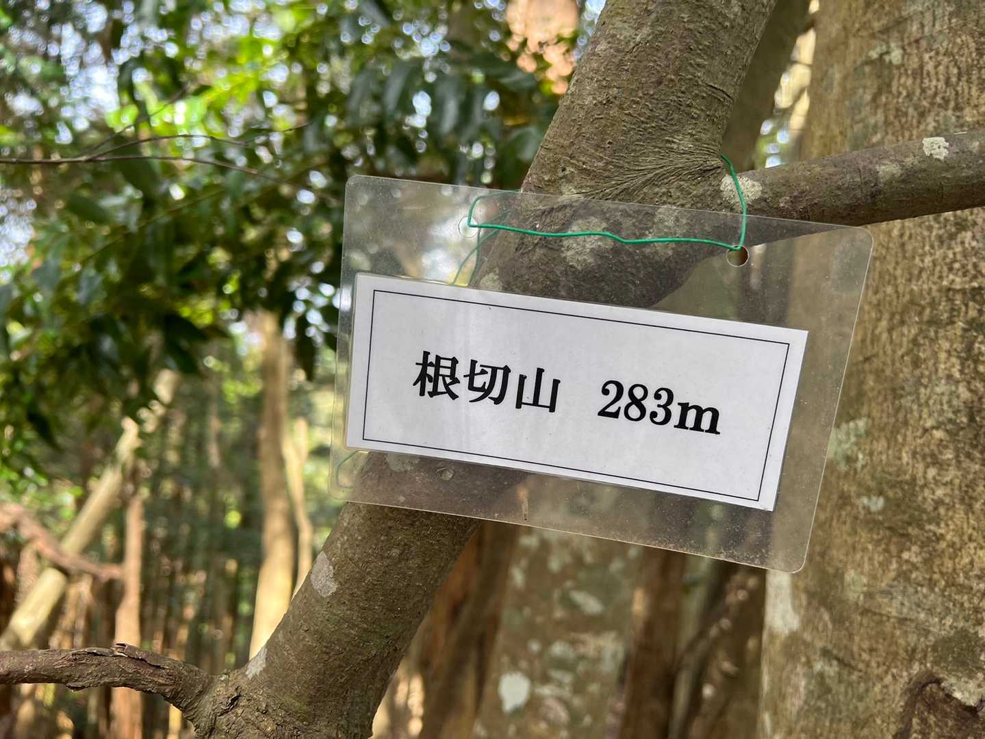 根切山の写真