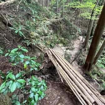 ツツジオ谷とタカハタ谷の分岐点