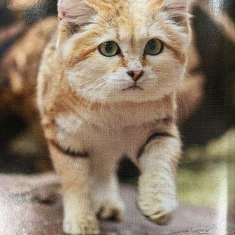 スネネコ
